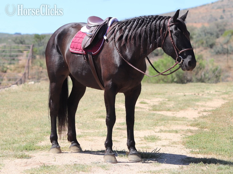 "Monte Carlo" Black Gelding Friesian - Friesian in California