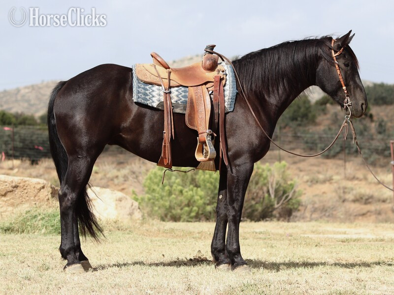 "Monte Carlo" Black Gelding Friesian - Friesian