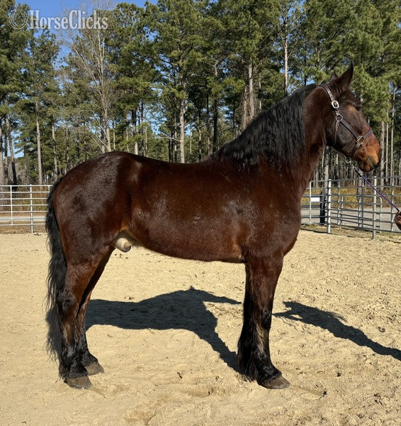 "Bay" Bay Gelding Friesian in North Carolina