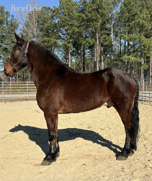 "Bay" Bay Gelding Friesian