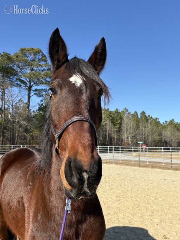North Carolina "Bay" Bay Gelding Friesian