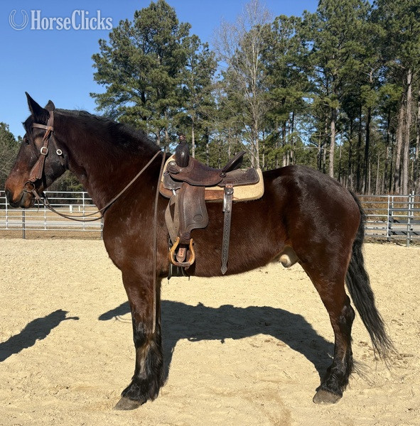"Bay" Bay Gelding Friesian - Friesian in North Carolina