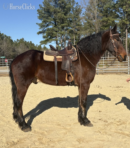 "Bay" Bay Gelding Friesian - Friesian
