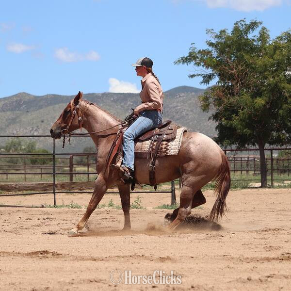"Lacey" Red Roan Mare Quarter Horse in California
