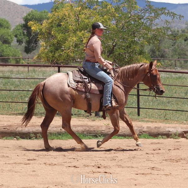 "Lacey" Red Roan Mare Quarter Horse