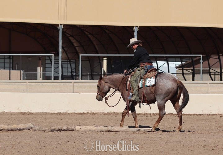 California "Lacey" Red Roan Mare Quarter Horse