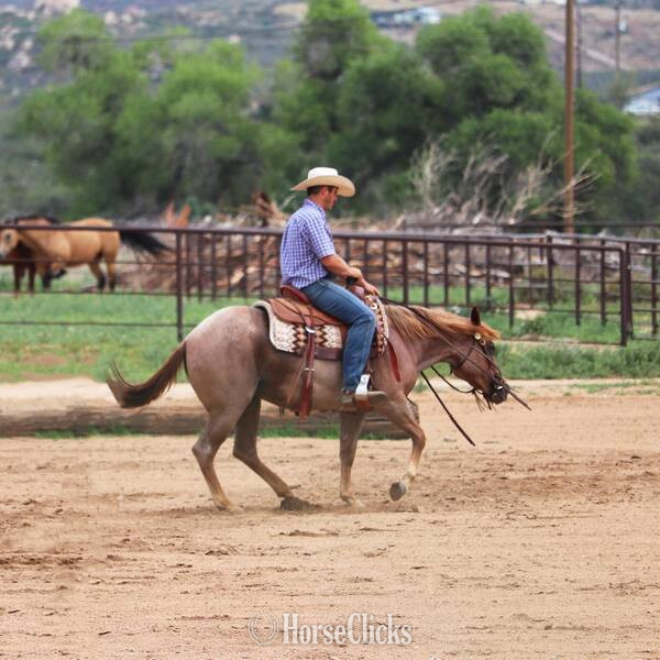 "Lacey" Red Roan Mare Quarter Horse - Quarter Horse in California