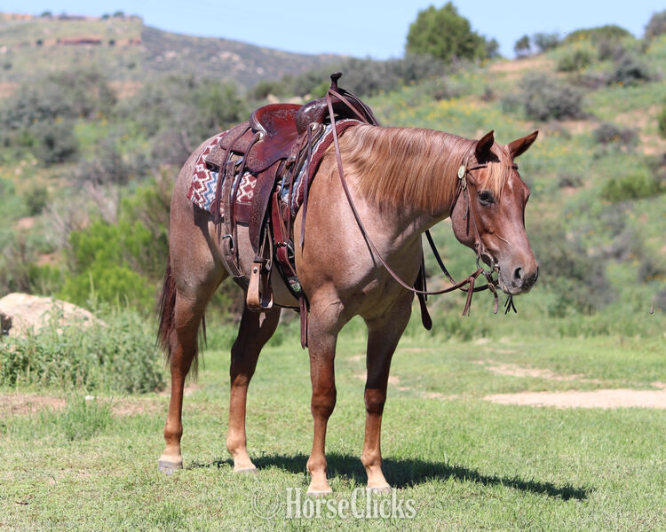 "Lacey" Red Roan Mare Quarter Horse - Quarter Horse
