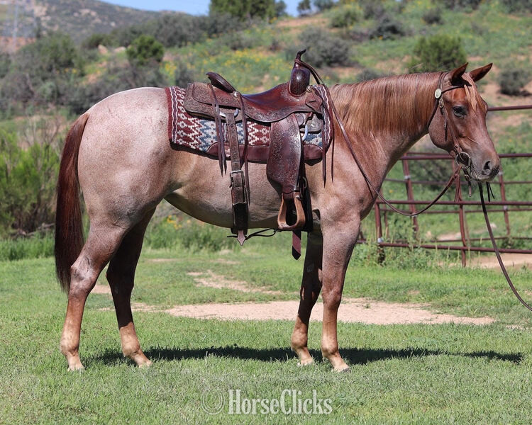 "Lacey" Red Roan Mare Quarter Horse California