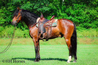 "LUCIANO" Bay Gelding Andalusian