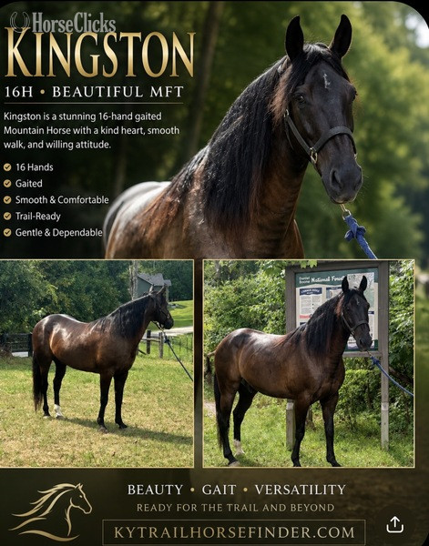 "Kingston" Black Gelding Missouri Fox Trotter in Kentucky