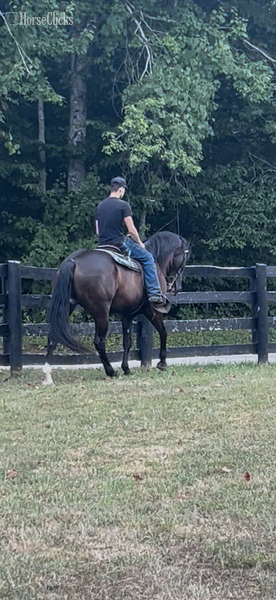 "Kingston" Black Gelding Missouri Fox Trotter - Missouri Fox Trotter