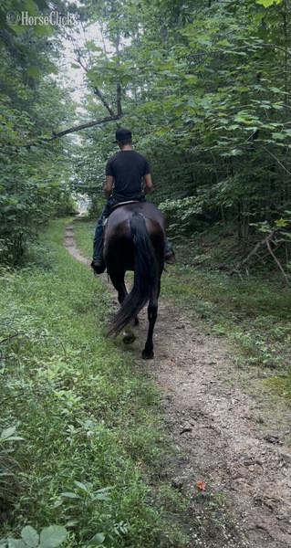 "Kingston" Black Gelding Missouri Fox Trotter - Missouri Fox Trotter in Kentucky