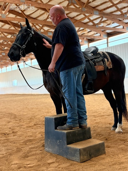 Missouri Fox Trotter - "Kingston" Black Gelding Missouri Fox Trotter