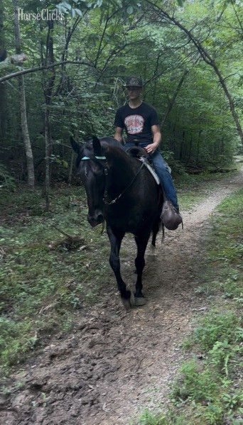 Missouri Fox Trotter - "Kingston" Black Gelding Missouri Fox Trotter in Kentucky