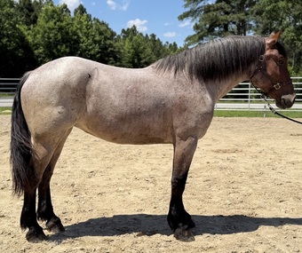 "Percy" Blue Roan Mare Draft