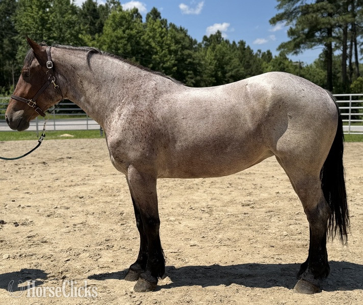 "Percy" Blue Roan Mare Draft