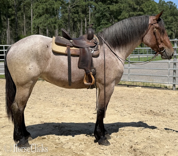 North Carolina "Percy" Blue Roan Mare Draft