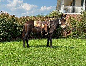 Mule for Sale HorseClicks