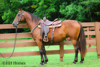 "SUMMER RAIN" Bay Mare Morgan