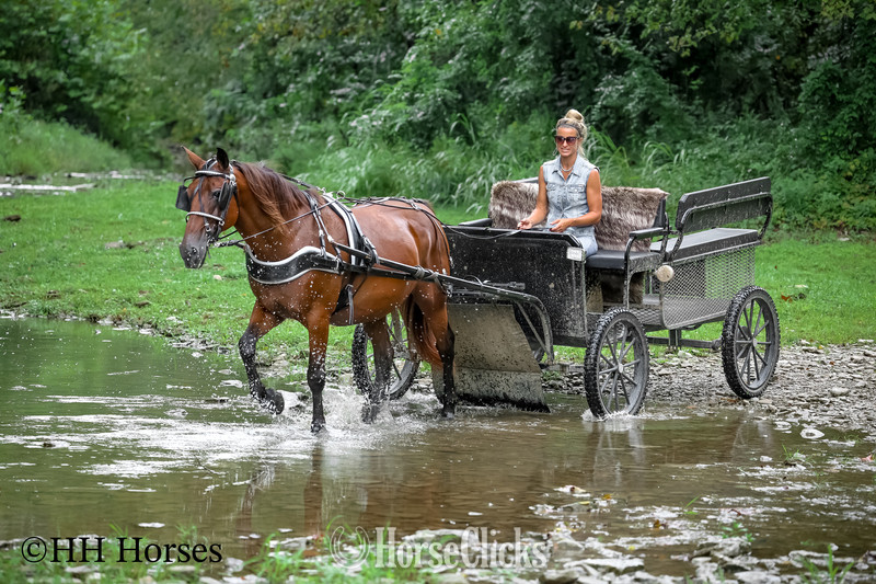 "SUMMER RAIN" Bay Mare Morgan