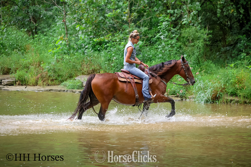 Kentucky "SUMMER RAIN" Bay Mare Morgan