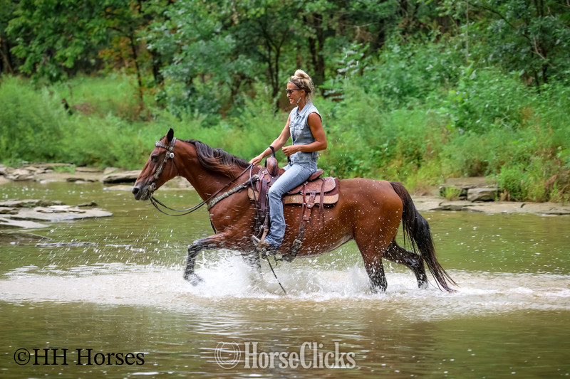 "SUMMER RAIN" Bay Mare Morgan - Morgan in Kentucky
