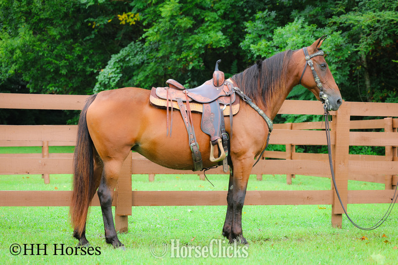 "SUMMER RAIN" Bay Mare Morgan - Morgan
