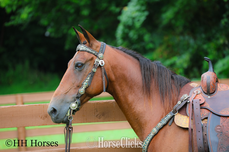 "SUMMER RAIN" Bay Mare Morgan Kentucky