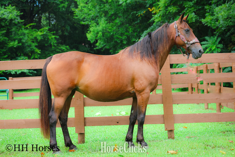 Morgan - "SUMMER RAIN" Bay Mare Morgan in Kentucky