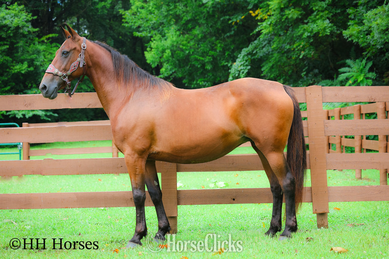 Morgan - "SUMMER RAIN" Bay Mare Morgan