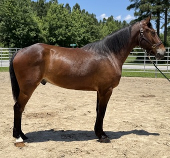 "Bay" Bay Gelding Draft