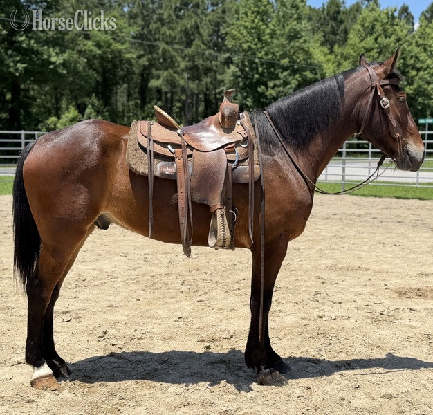 North Carolina "Bay" Bay Gelding Draft
