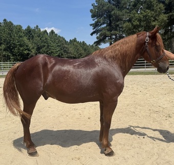 "Sorrel" Sorrel Gelding Morgan