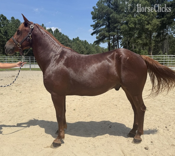 "Sorrel" Sorrel Gelding Morgan
