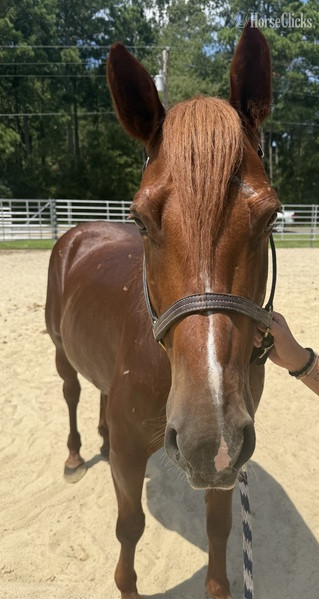 North Carolina "Sorrel" Sorrel Gelding Morgan