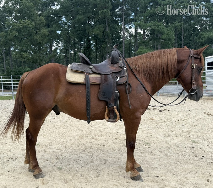 "Sorrel" Sorrel Gelding Morgan - Morgan in North Carolina