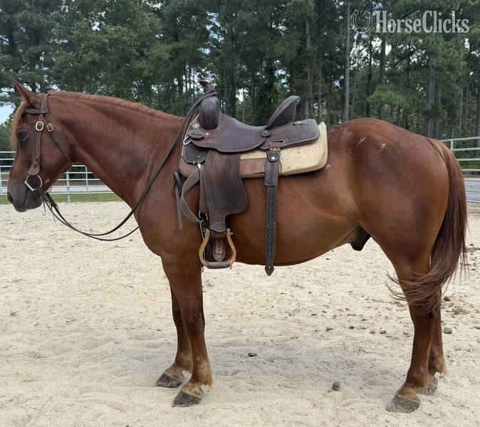 "Sorrel" Sorrel Gelding Morgan - Morgan