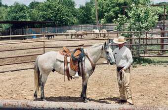 "Baron " Grey Gelding Quarter Horse