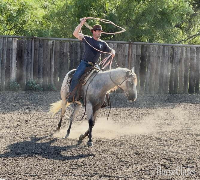 "Baron " Grey Gelding Quarter Horse