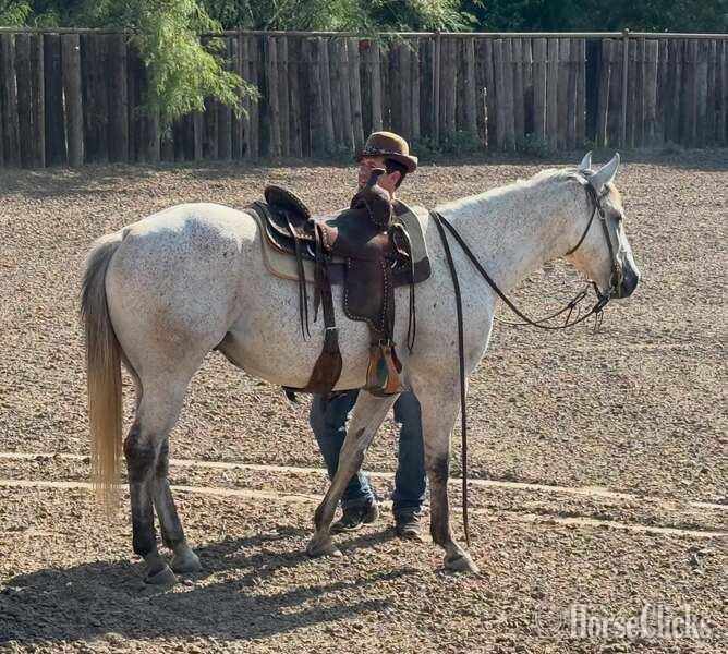 Texas "Baron " Grey Gelding Quarter Horse