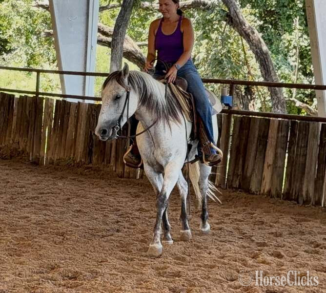 "Baron " Grey Gelding Quarter Horse - Quarter Horse in Texas