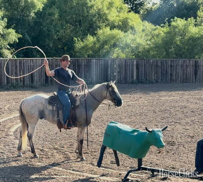 "Baron " Grey Gelding Quarter Horse - Quarter Horse