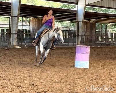 "Baron " Grey Gelding Quarter Horse Texas