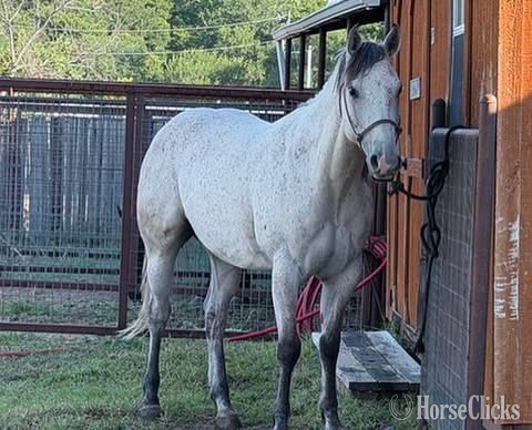 Quarter Horse - "Baron " Grey Gelding Quarter Horse in Texas