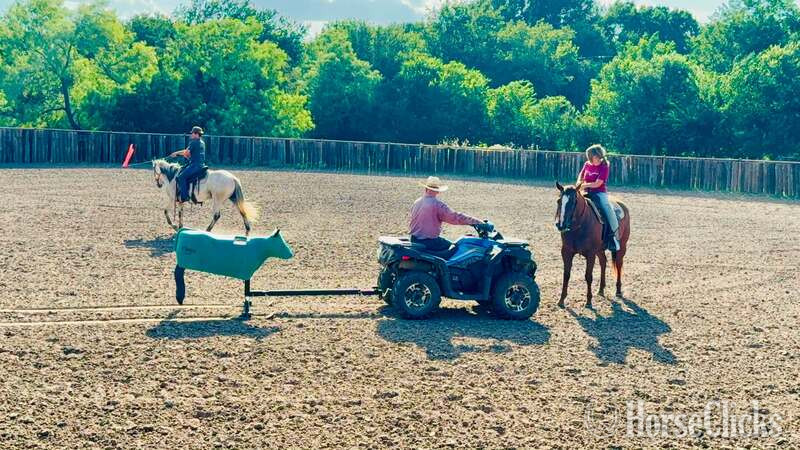 Quarter Horse - "Baron " Grey Gelding Quarter Horse