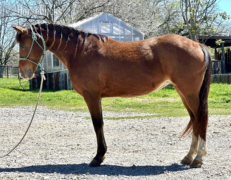 "Lucille" Bay Mare POA in Texas