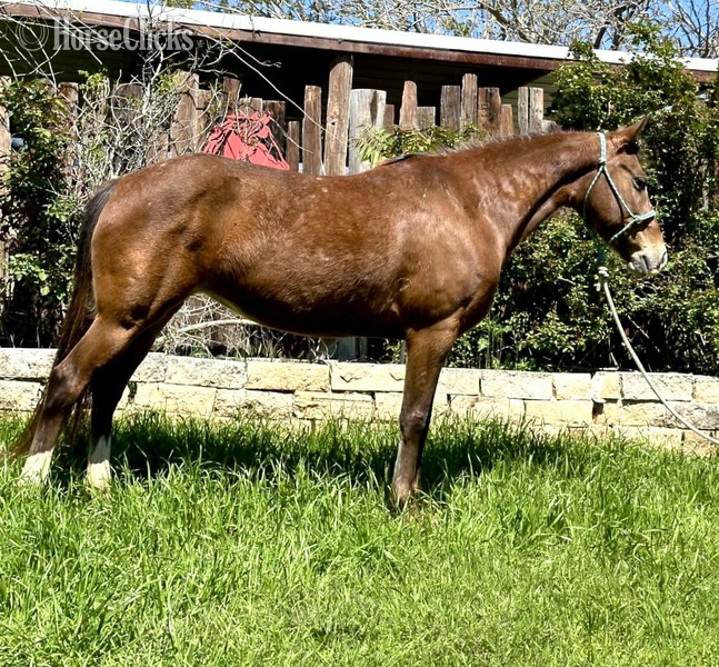"Lucille" Bay Mare POA