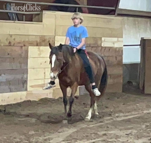 "Lucille" Bay Mare POA - POA in Texas