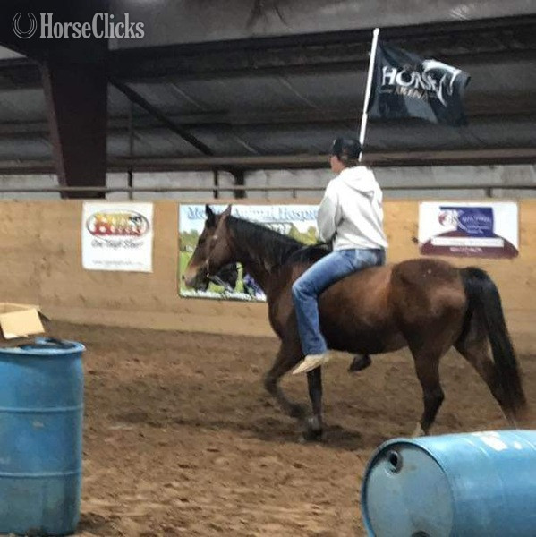 "Lucille" Bay Mare POA - POA